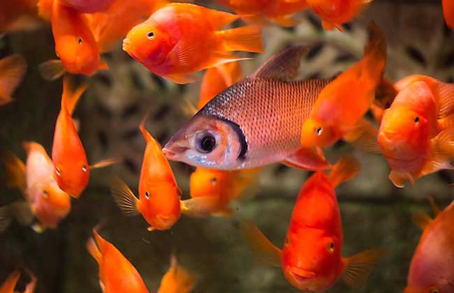 觀(guān)賞魚(yú)疾病防治