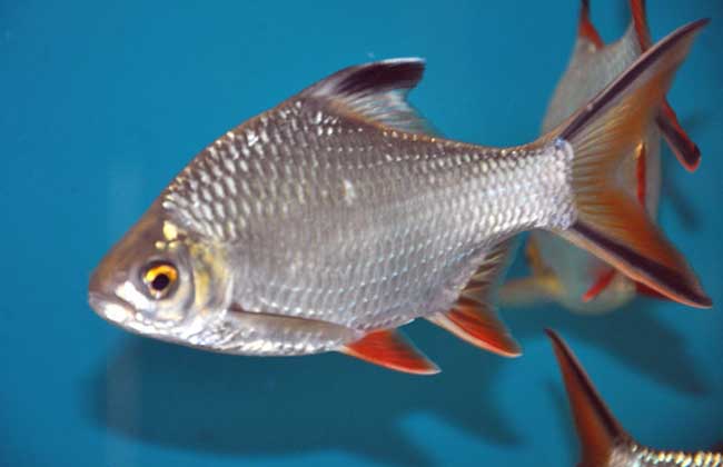 觀(guān)賞魚(yú)管理技術(shù)