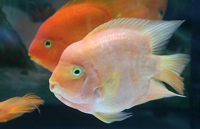 觀(guān)賞魚(yú)養殖技術(shù)