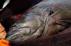 石斑魚(yú)是海水魚(yú)還是淡水魚(yú) 它的產(chǎn)地是哪里？