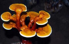 靈芝盆景的制作和養護
