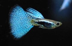 孔雀魚(yú)和什么魚(yú)混養效是好