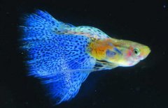 孔雀魚(yú)的壽命有多長(cháng)