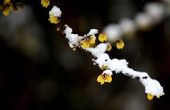 臘梅和梅花的區別
