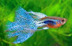 孔雀魚(yú)的養殖方法