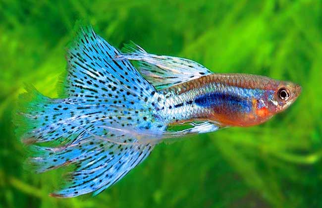 孔雀魚(yú)養殖方法