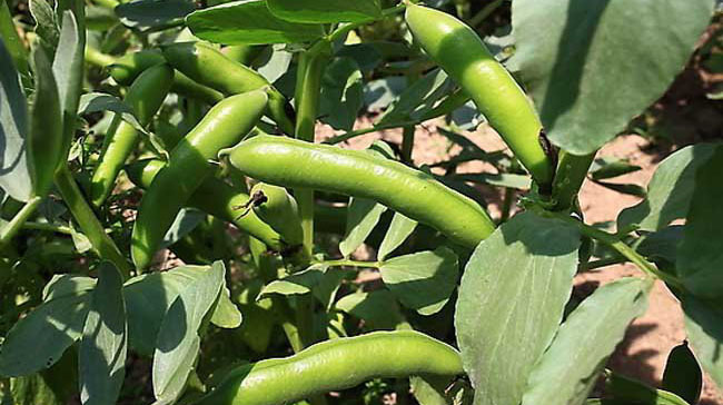 蠶豆的生長(cháng)過(guò)程