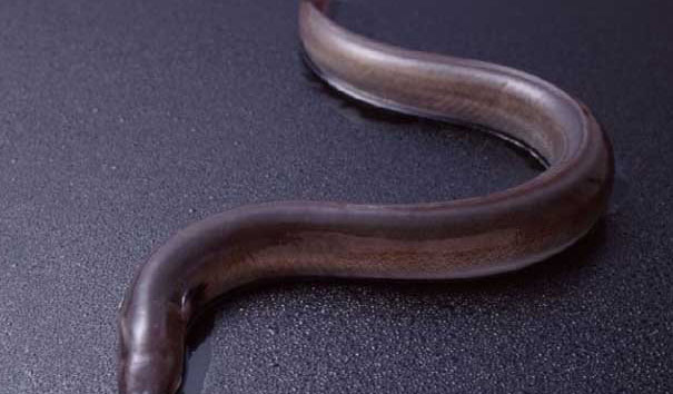 鰻魚(yú)和鱔魚(yú)的區別