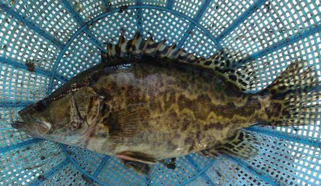 鱸魚(yú)和桂魚(yú)的區別