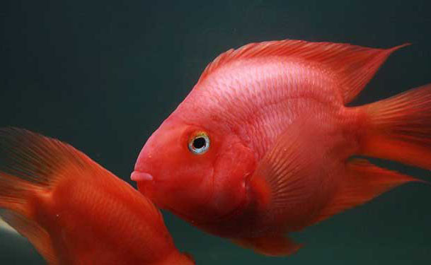 紅鸚鵡魚(yú)養殖－紅鸚鵡魚(yú)圖片