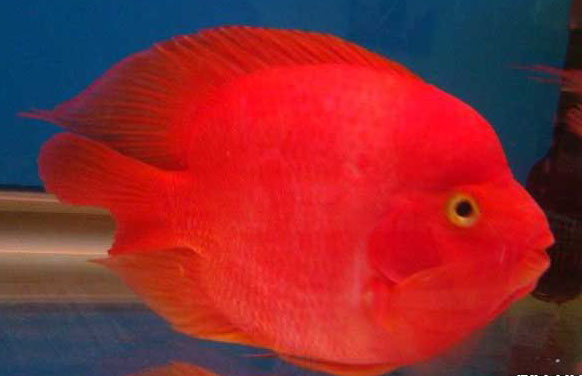 紅鸚鵡魚(yú)養殖－紅鸚鵡魚(yú)圖片