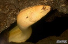 鰻魚(yú)的產(chǎn)地分布、生活習性與生長(cháng)過(guò)程