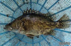 鱸魚(yú)和桂魚(yú)的區別
