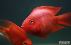 紅鸚鵡魚(yú)養殖－紅鸚鵡魚(yú)圖片