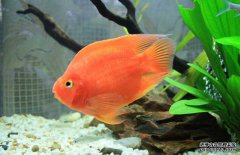 養殖鸚鵡魚(yú)水溫水質(zhì)的要求