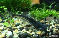 鸚鵡魚(yú)和什么魚(yú)混養好？