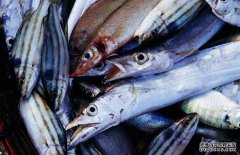 帶魚(yú)有哪幾種，為你介紹地球上帶魚(yú)的七大種類(lèi)