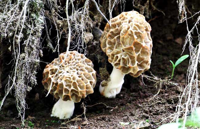 羊肚菌的生長(cháng)環(huán)境介紹