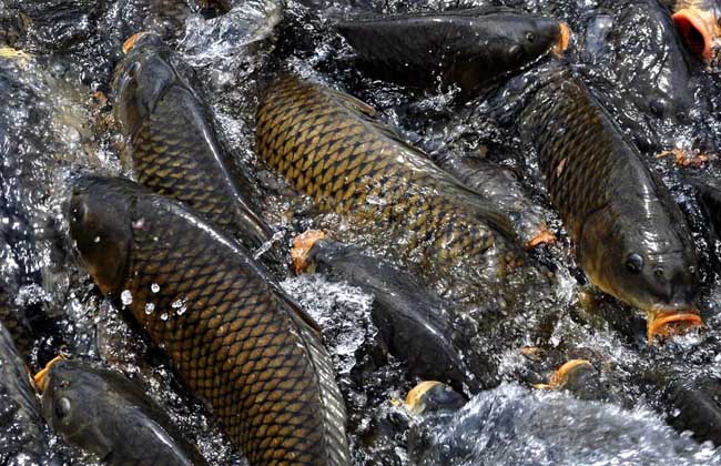 鯉魚(yú)的壽命有多長(cháng)