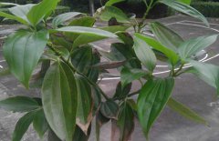 平安樹(shù)和發(fā)財樹(shù)的區別