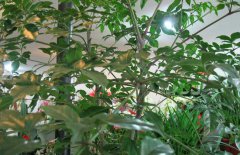 幸福樹(shù)和發(fā)財樹(shù)的區別