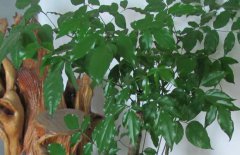 幸福樹(shù)和富貴樹(shù)的區別