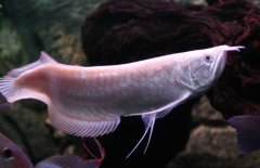 銀龍魚(yú)水溫多少合適 銀龍魚(yú)水溫調節方法