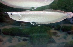 銀龍魚(yú)不吃食怎么辦，是什么原因導致的