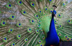 孔雀開(kāi)屏是公的還是母的？孔雀為什么會(huì )開(kāi)屏