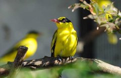 黃鸝鳥(niǎo)吃什么食物 黃鸝飼養方法