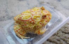 角蛙好養嗎？角蛙怎么養？