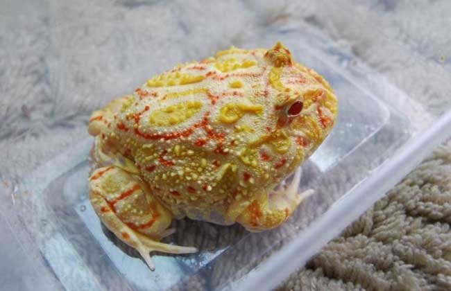 角蛙怎么養
