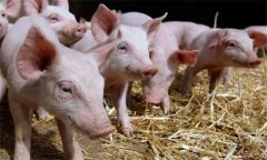 改進(jìn)飼養方法可以明顯提高飼料利用率
