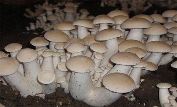 福菇肽有哪些作用，怎樣施用