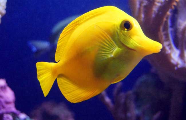哪些魚(yú)離開(kāi)水還能活？
