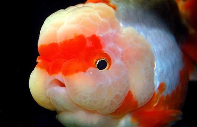 家里養魚(yú)多久換一次水