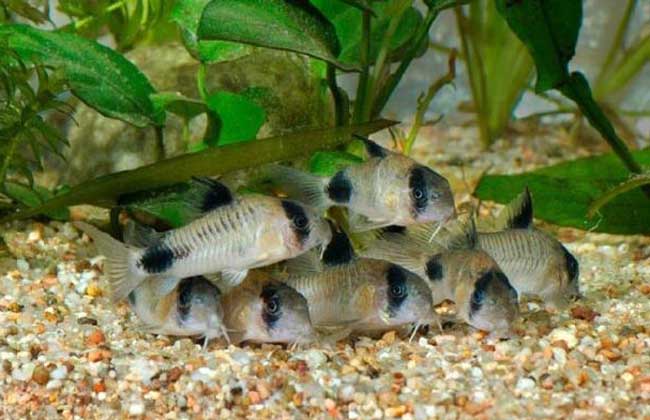 觀(guān)賞魚(yú)養殖技術(shù)