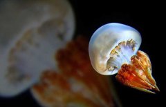 海蜇是水母嗎?海蜇和水母的區別