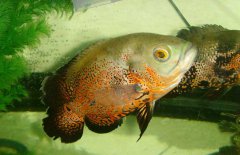 地圖魚(yú)吃什么長(cháng)得快，地圖魚(yú)吃什么飼料好？