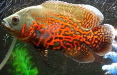 地圖魚(yú)到底能長(cháng)多大、吃什么長(cháng)得快？