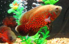 地圖魚(yú)怎么分公母，其雌雄如何鑒別