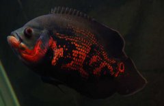 地圖魚(yú)怎么養
