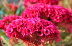 雞冠花治婦科病嗎，它有哪些作用