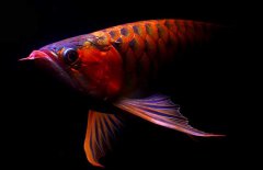 紅龍魚(yú)怎么才能養好？紅龍魚(yú)的正確飼養方法