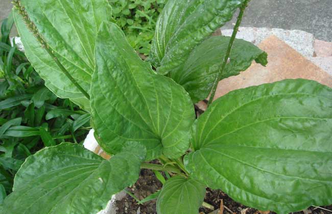 車(chē)前草種植技術(shù)