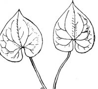中藥細辛栽培管理技術(shù)