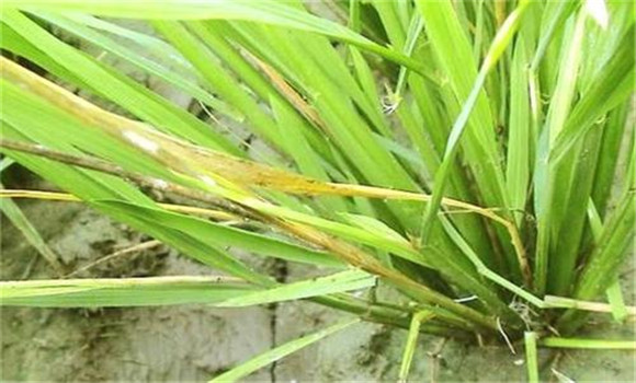 長(cháng)殘留除草劑引起藥害