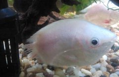 接吻魚(yú)為什么接吻？