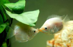 接吻魚(yú)好不好養殖，接吻魚(yú)怎么養才好？