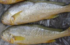 黃花魚(yú)能人工養殖嗎？